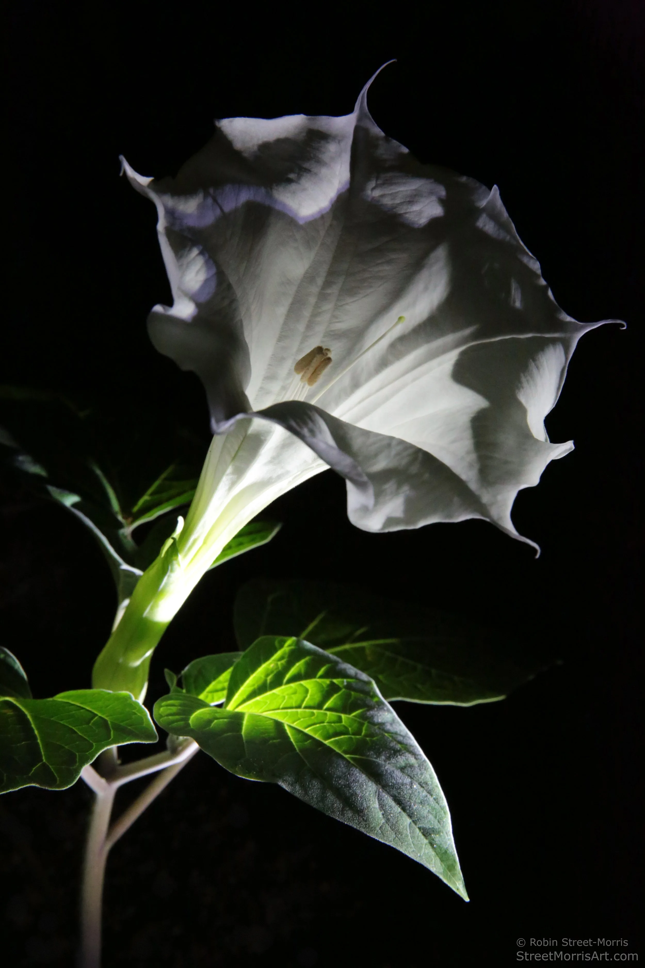 Datura II