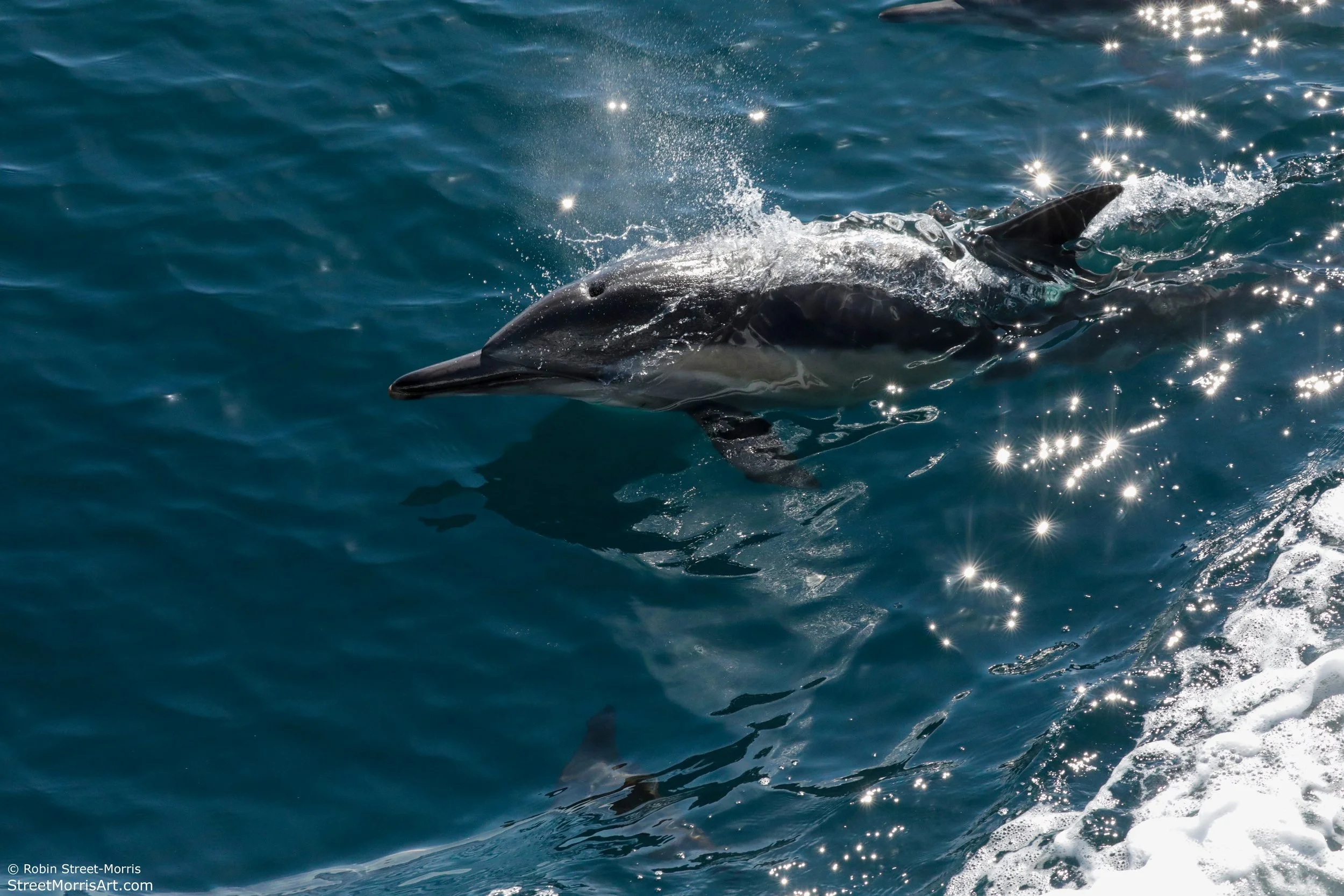 Wake Rider (Eastern Pacific Long-beaked Common Dolphin)