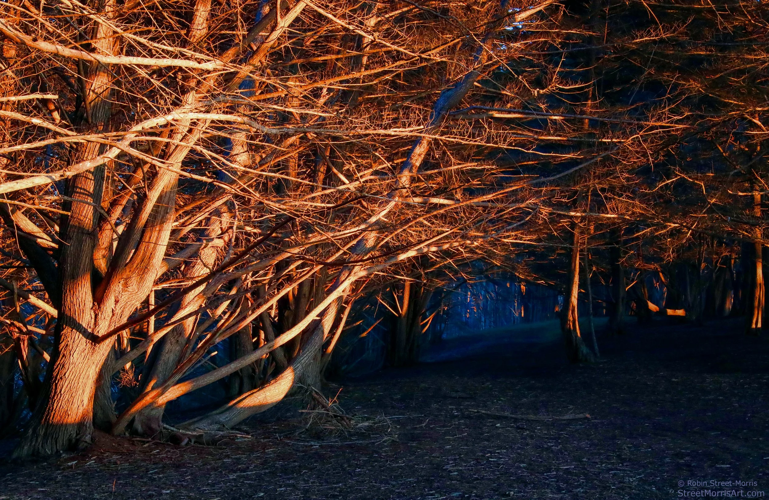 Follow the Trees (Monterey Cypress Tunnel at J V Fitzgerald Marine Reserve)