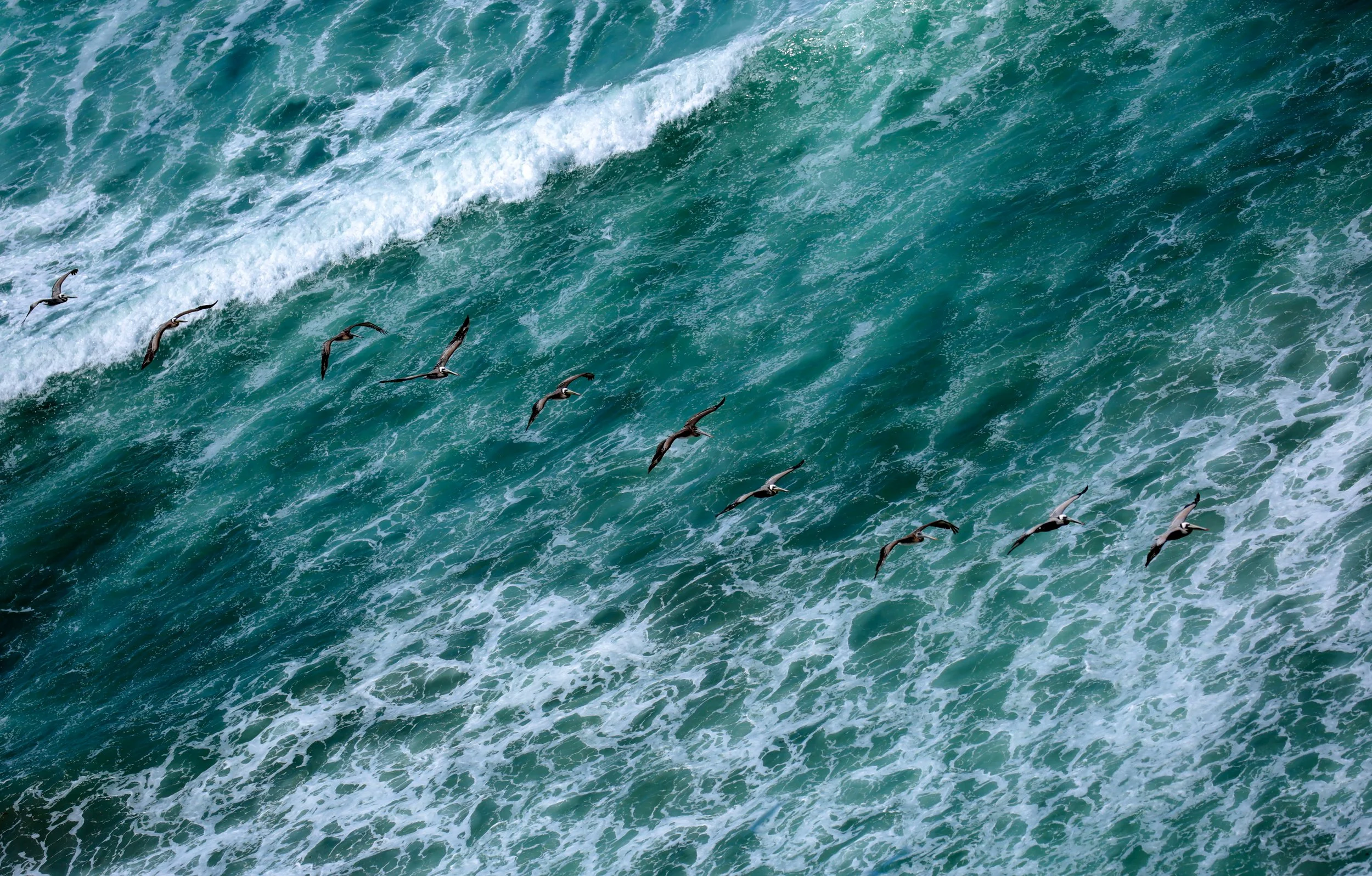 Wave Skimmers (California Brown Pelicans)