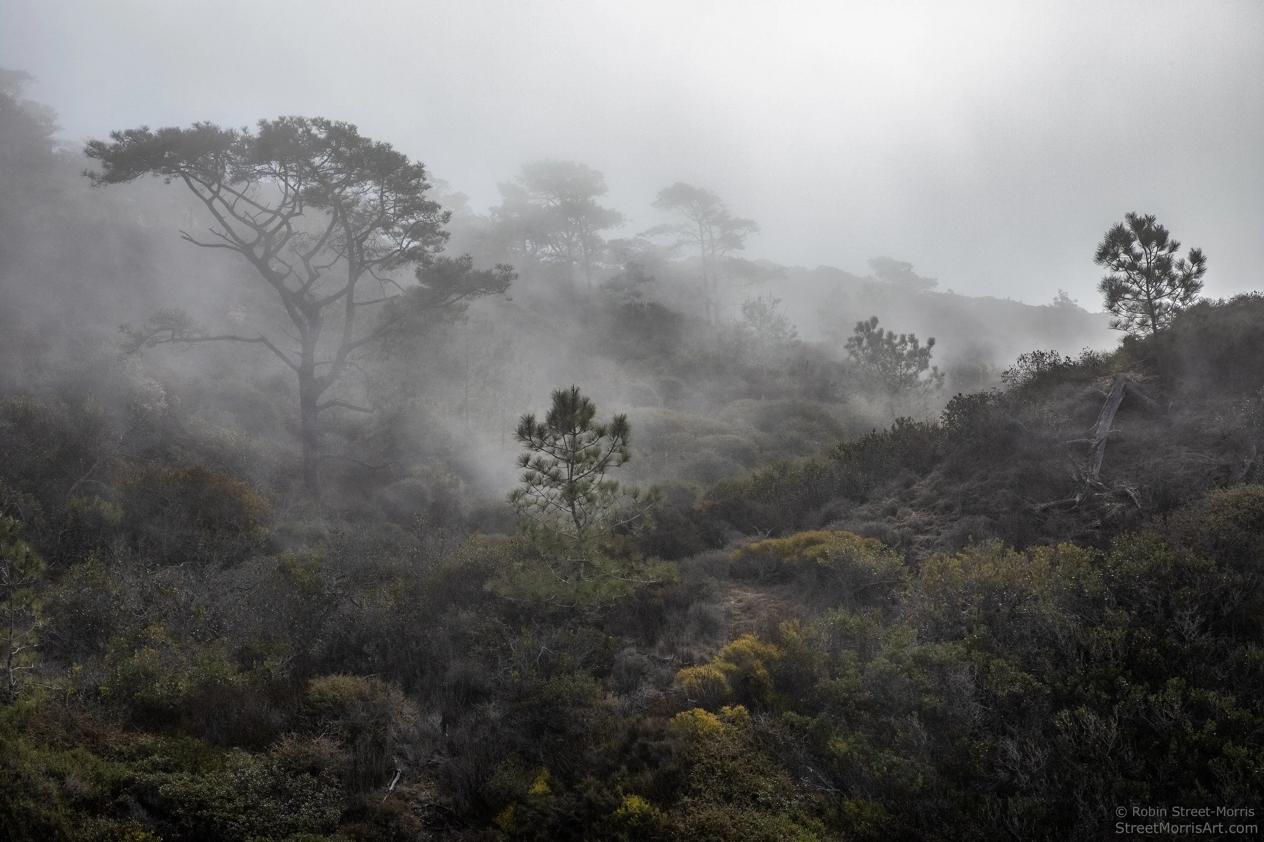 Southern Maritime Chaparral with Torrey Pines and Coastal Fog 