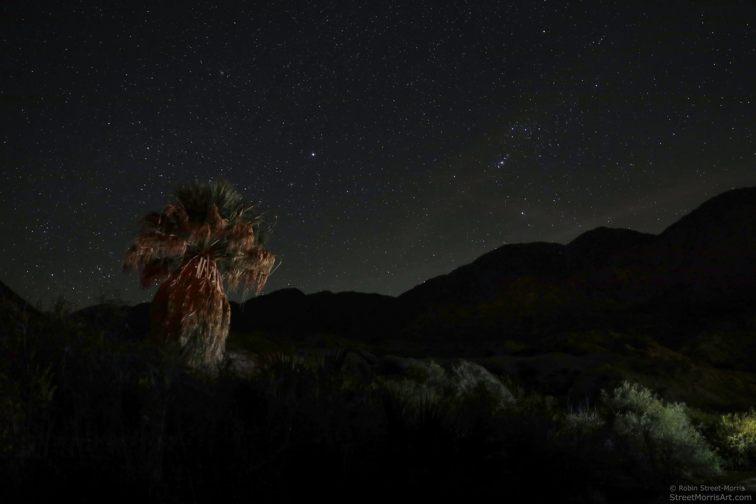 Desert Night with California Fan Palm