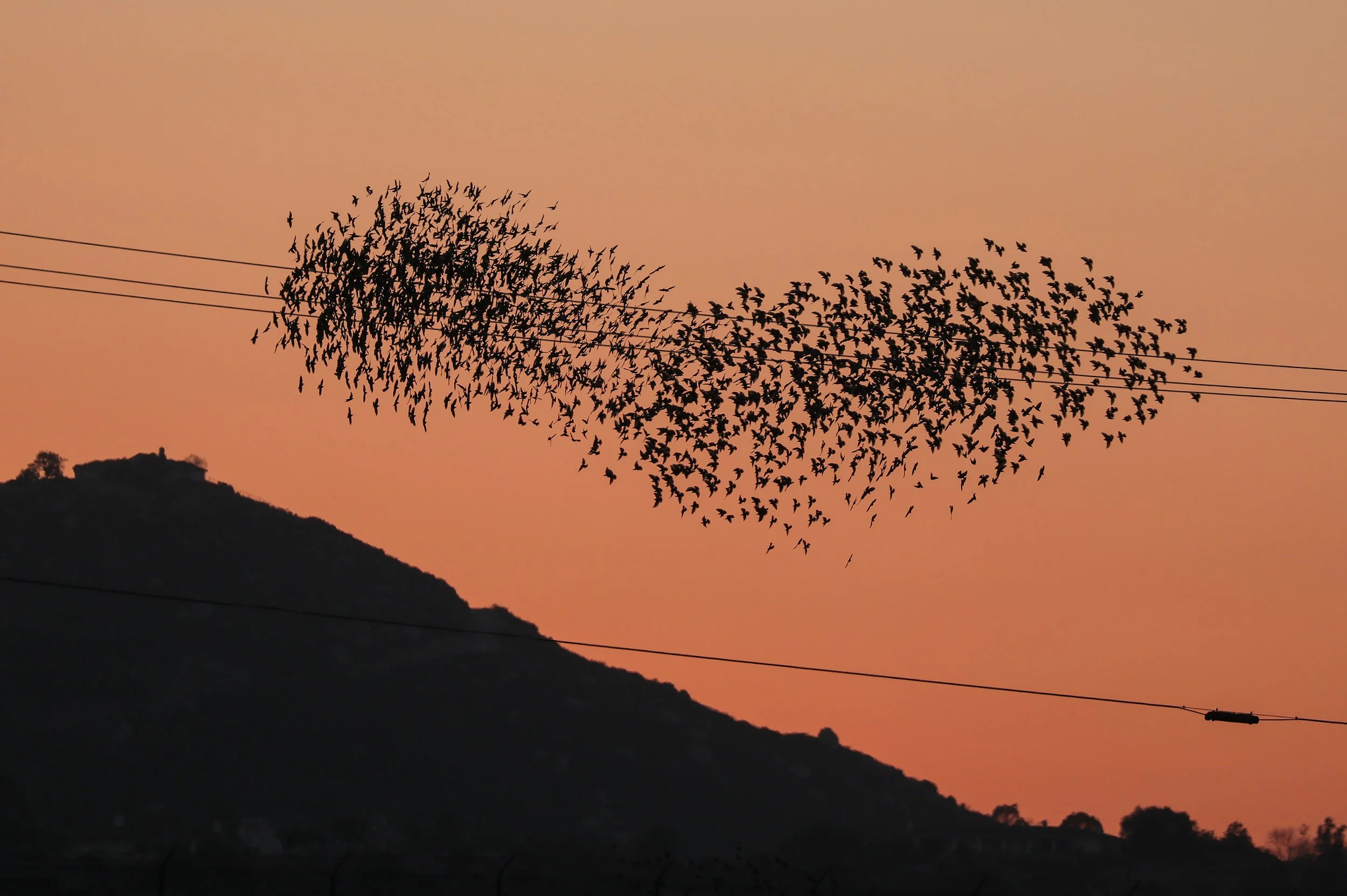 Murmuration 