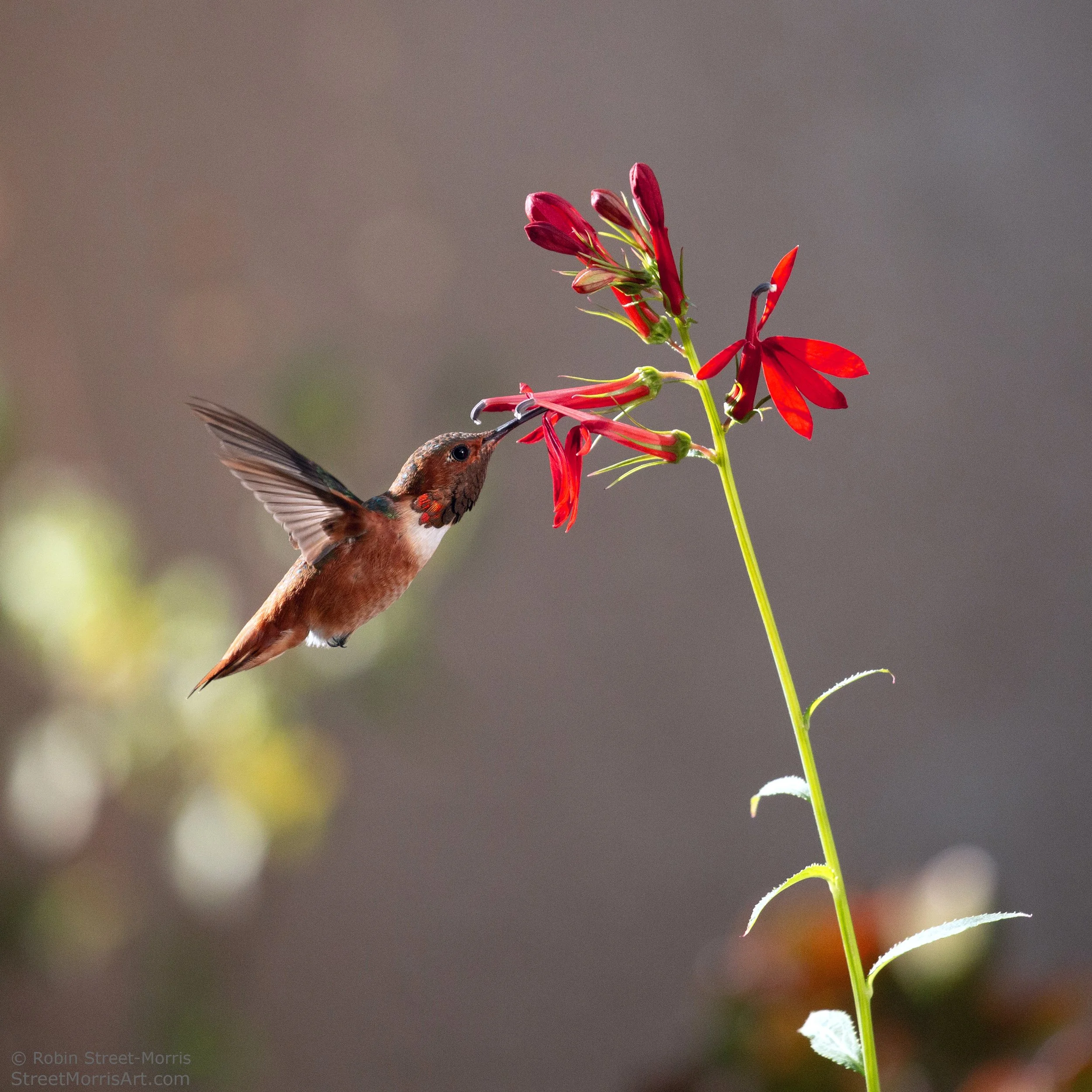 Allen's Hummingbird with Cardinal Flowers