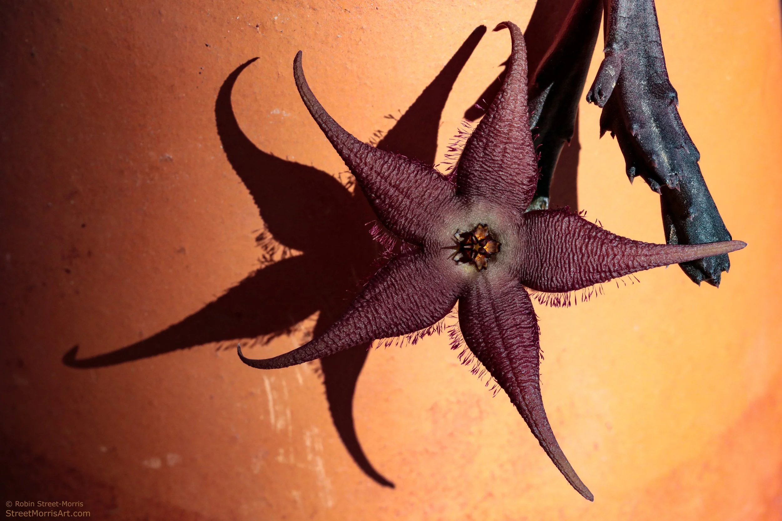 Dark Star (Stapelia schinzii) 