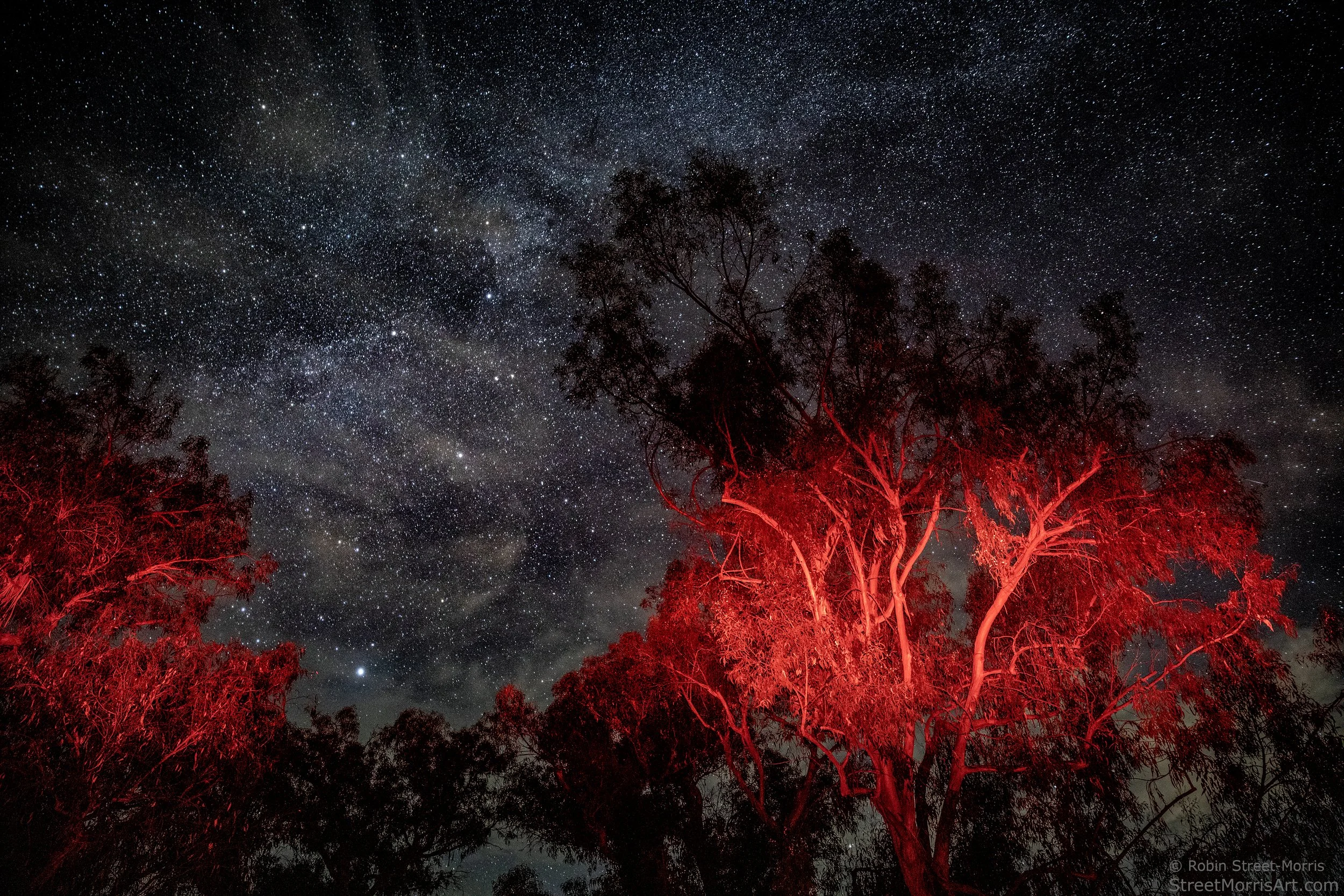 Red Trees with Star Field  