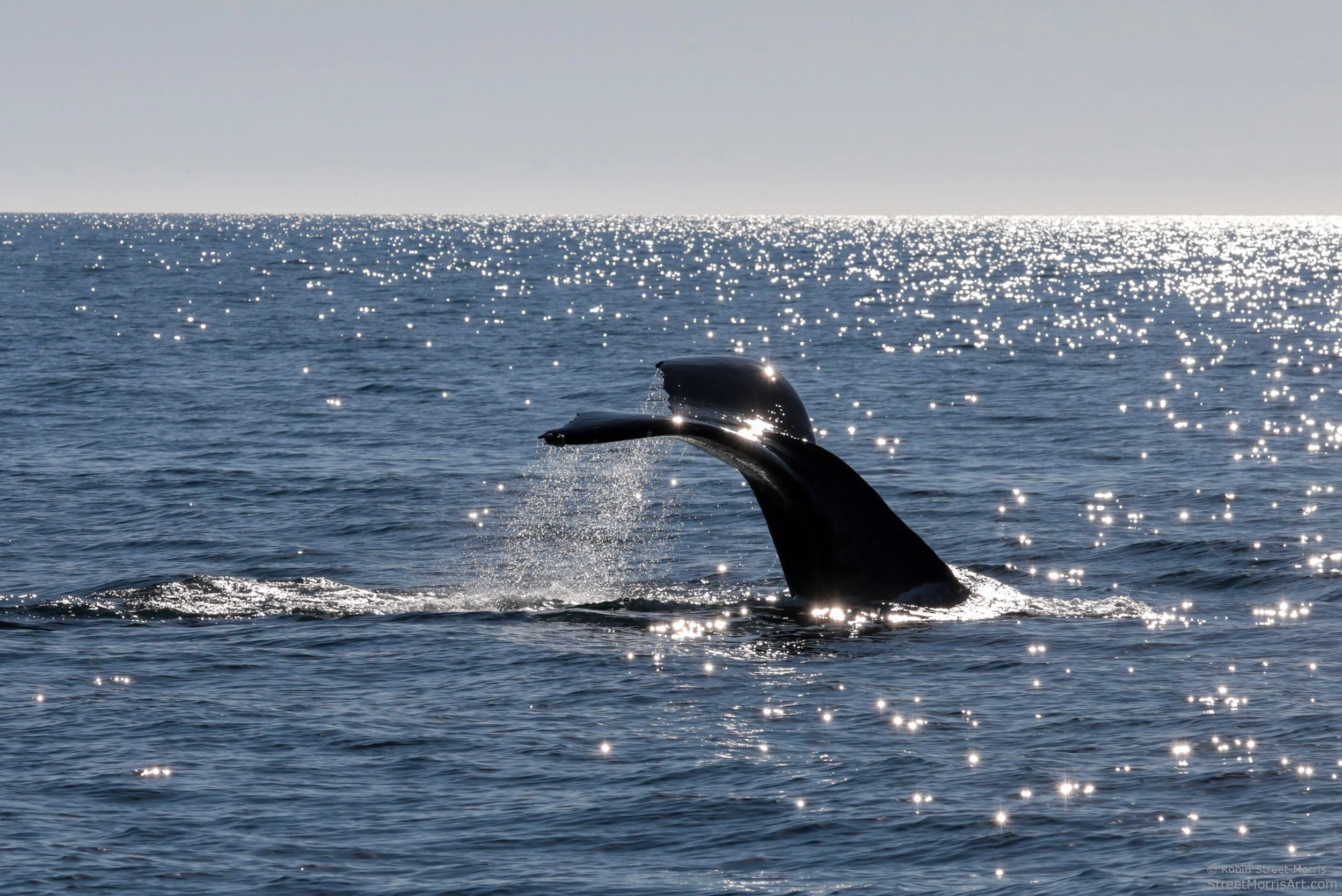 Humpback Whale on a Dive