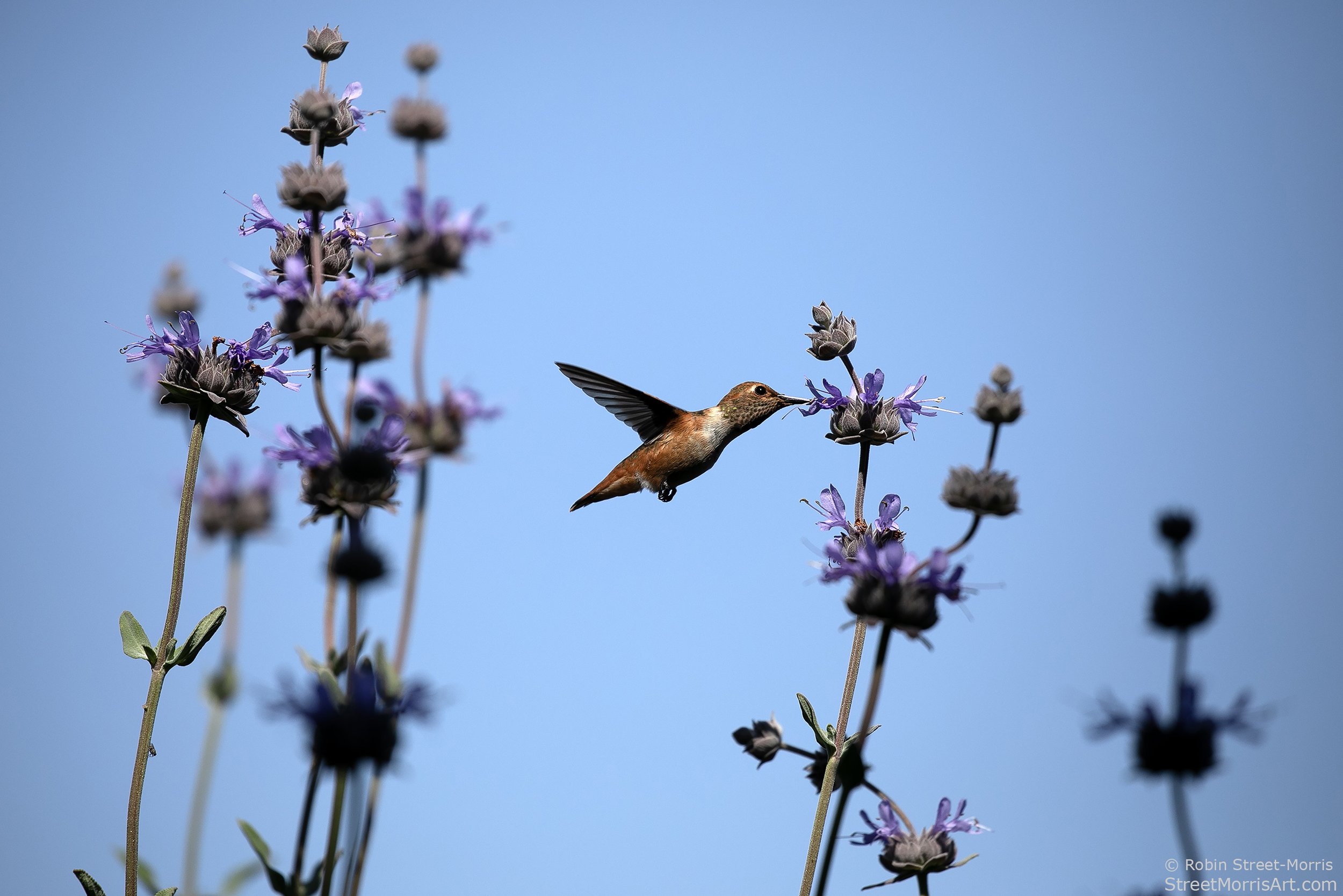 Allen's Hummingbird with Cleveland Sage