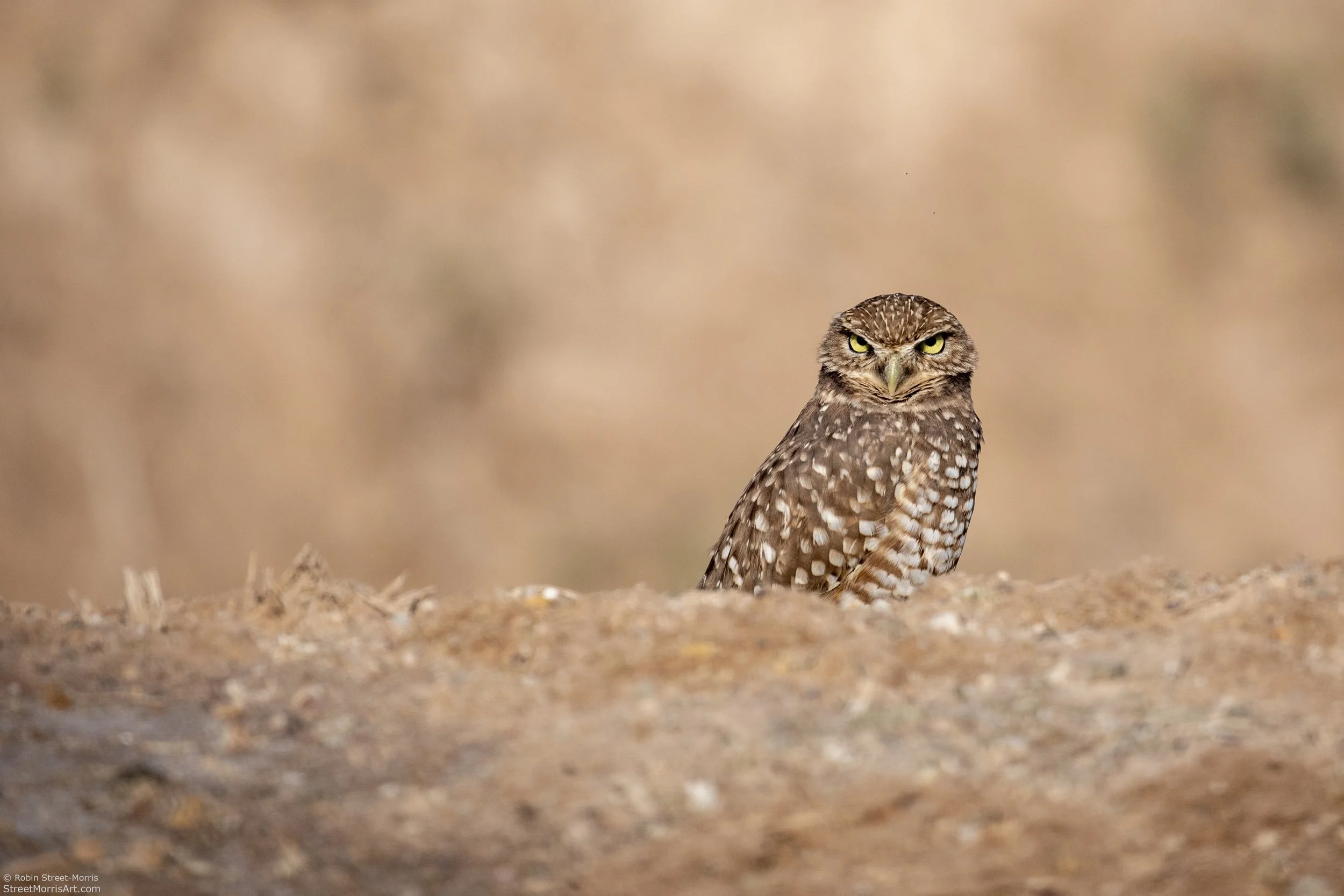 burrowing owl Sonny Bono National Wildlife Reserve