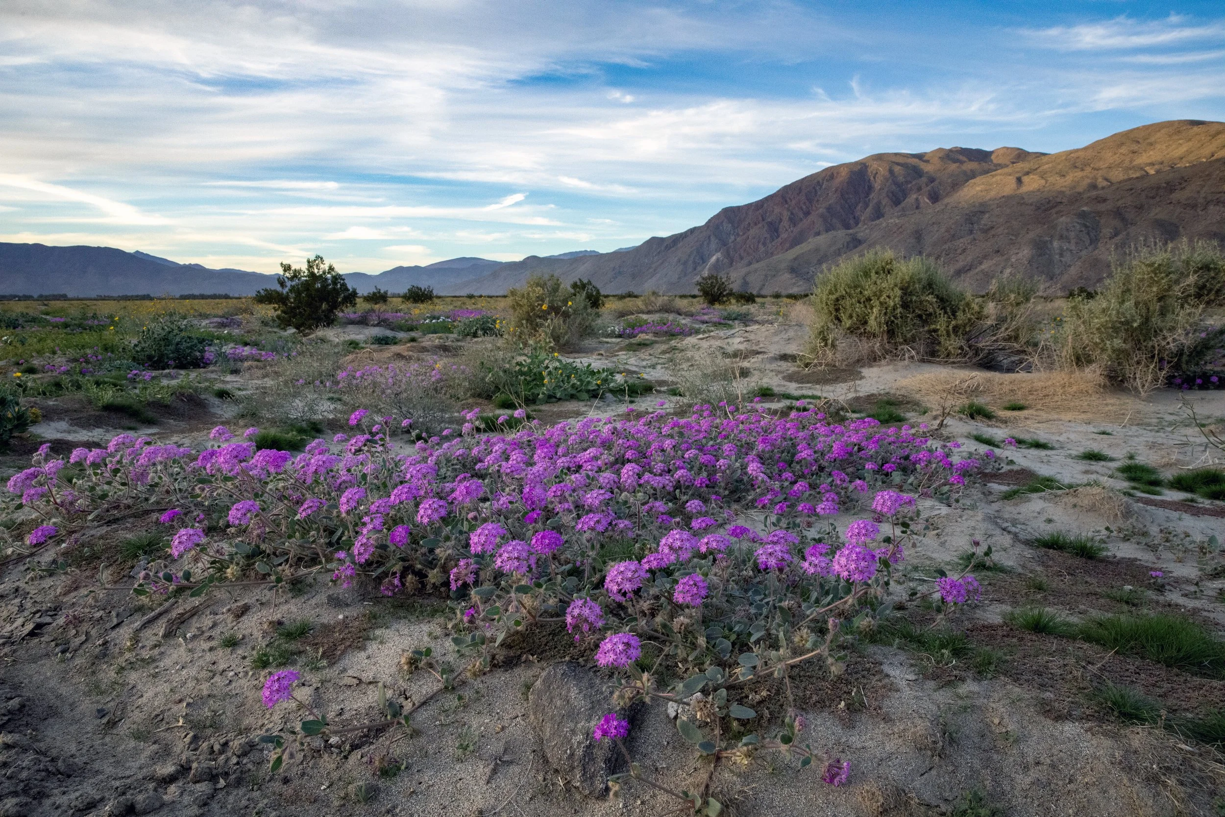 desert sand verbena Henderson Canyon Road