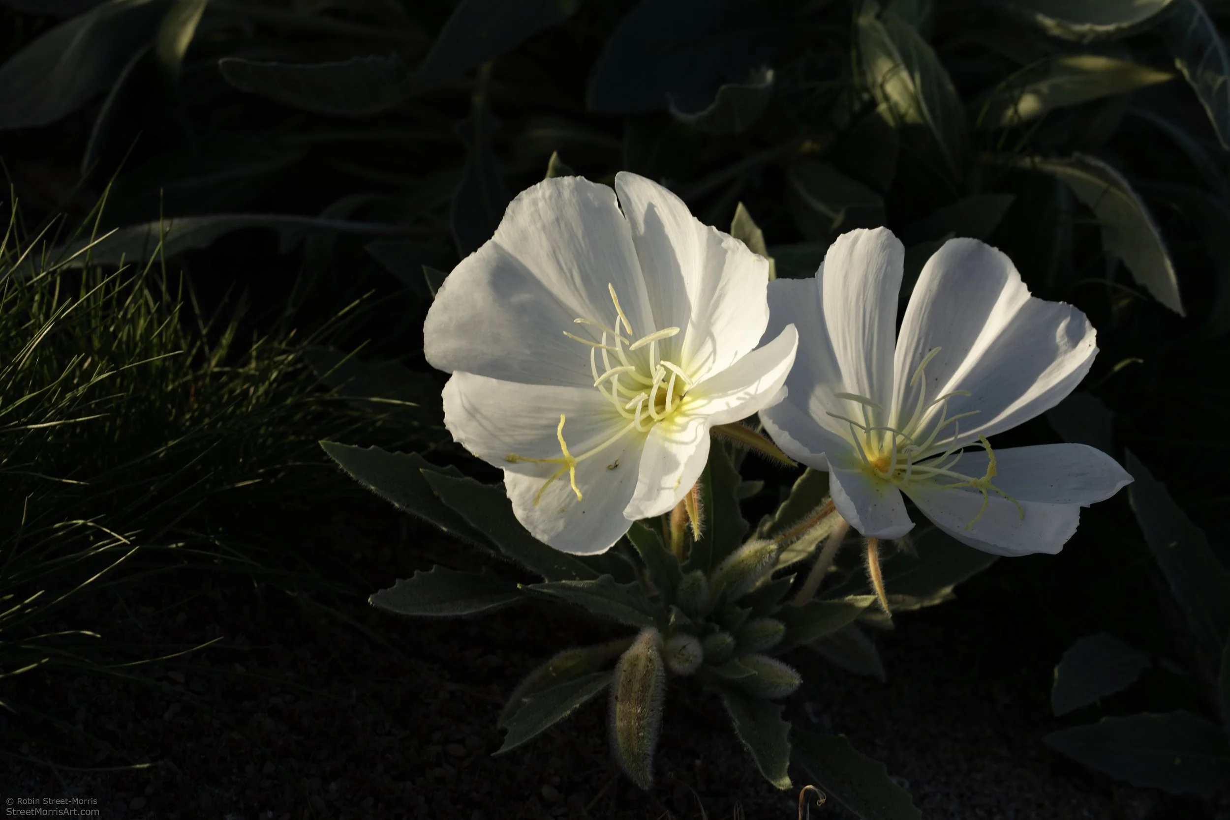 Oenothera deltoides ssp. deltoides