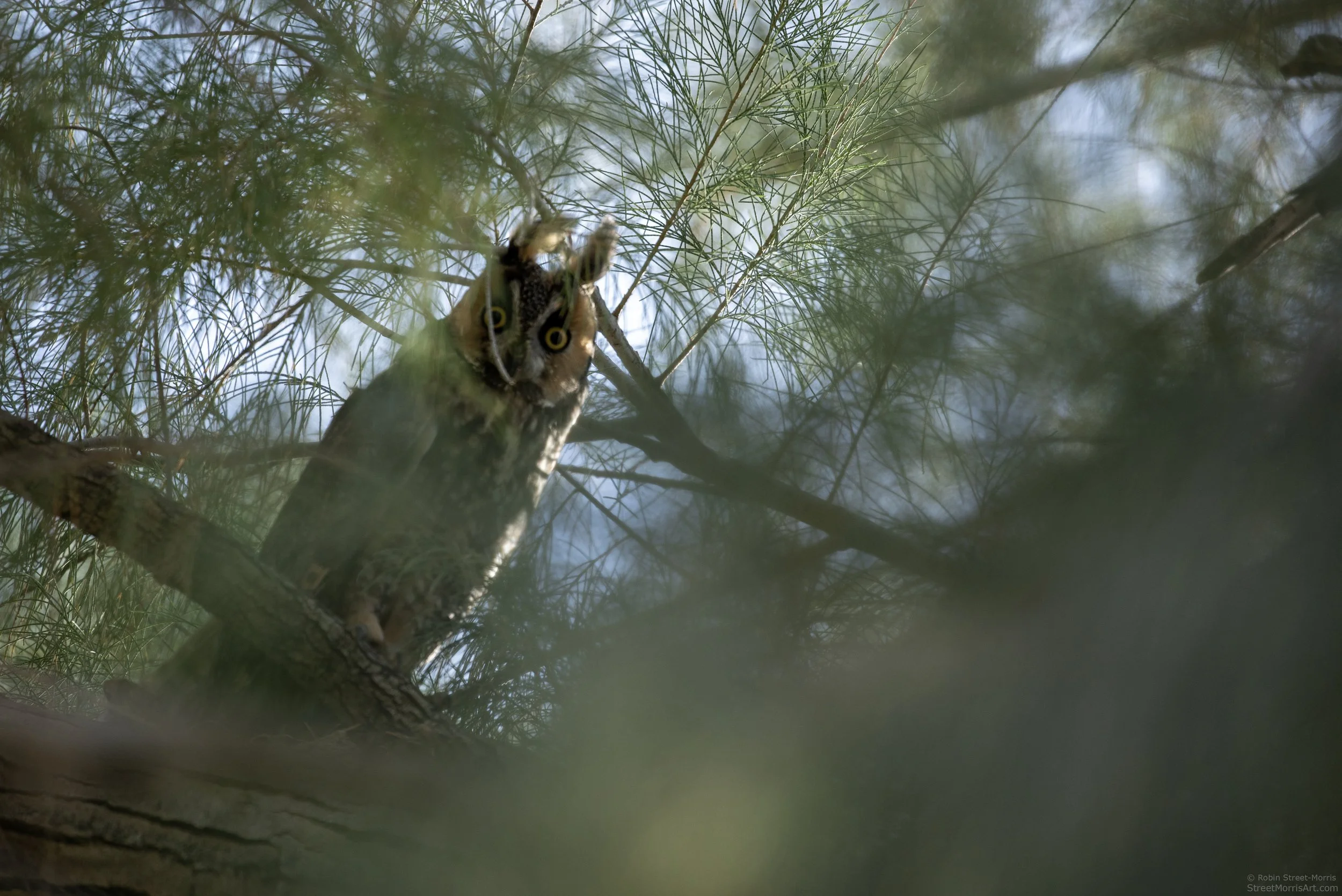 long-eared owl Asio otus