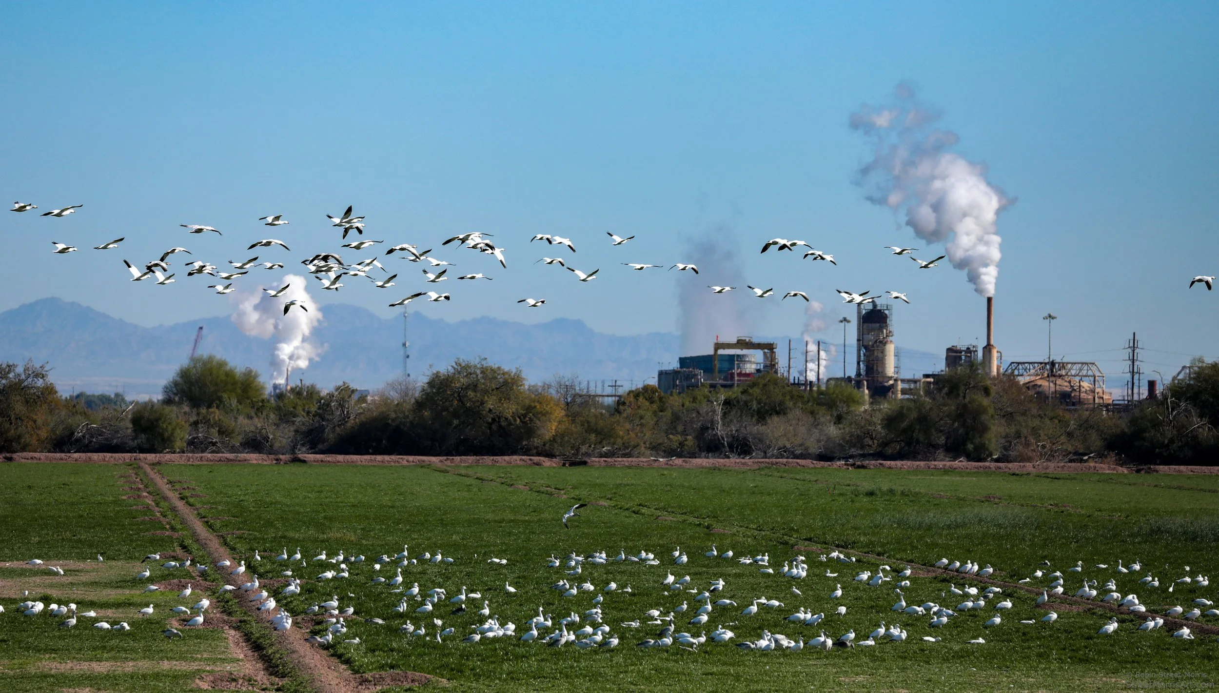 snow geese with Imperial Valley Geothermal Project
