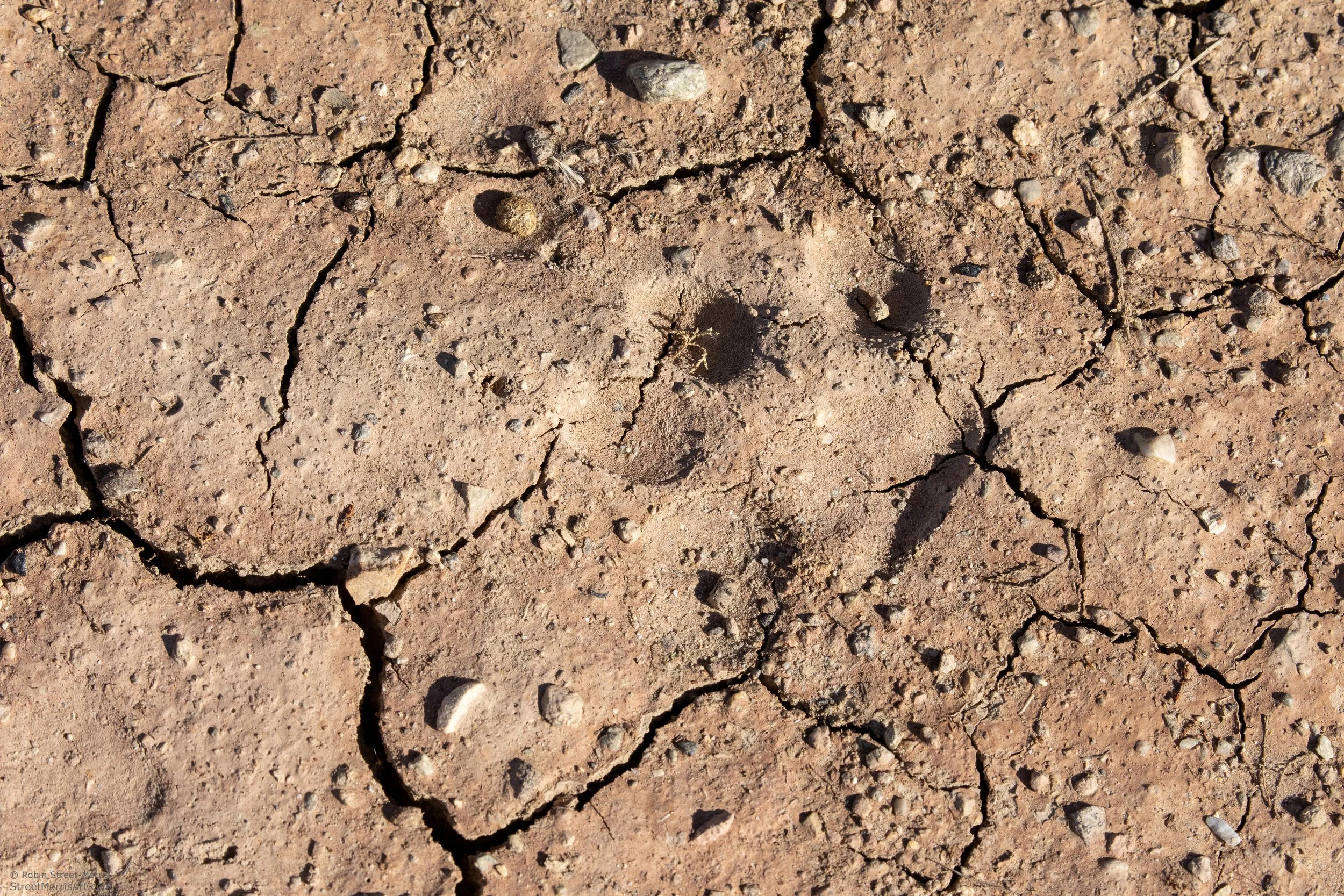 bobcat track at Sonny Bono Salton Sea National Wildlife Refuge