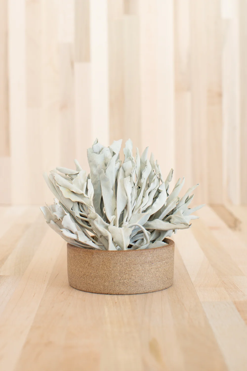 REVEL-Apoth-Sage-789.jpg