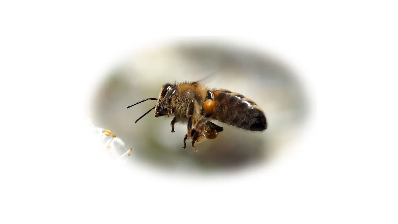 shipping bee.jpg