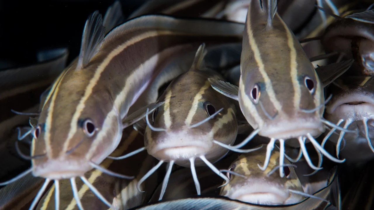 link catfish.jpg