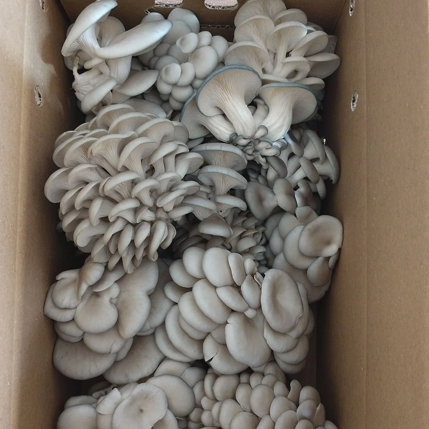 mushrooms 1.jpg