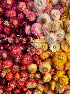 dried flowers .jpeg