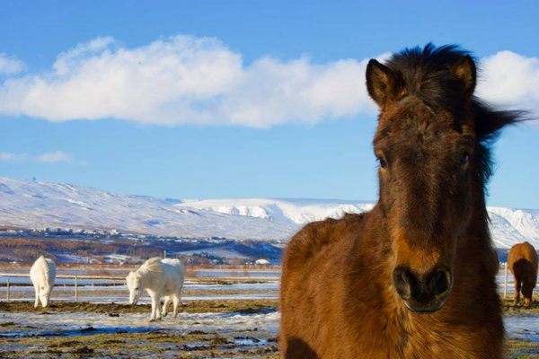 Iceland-horses.jpg