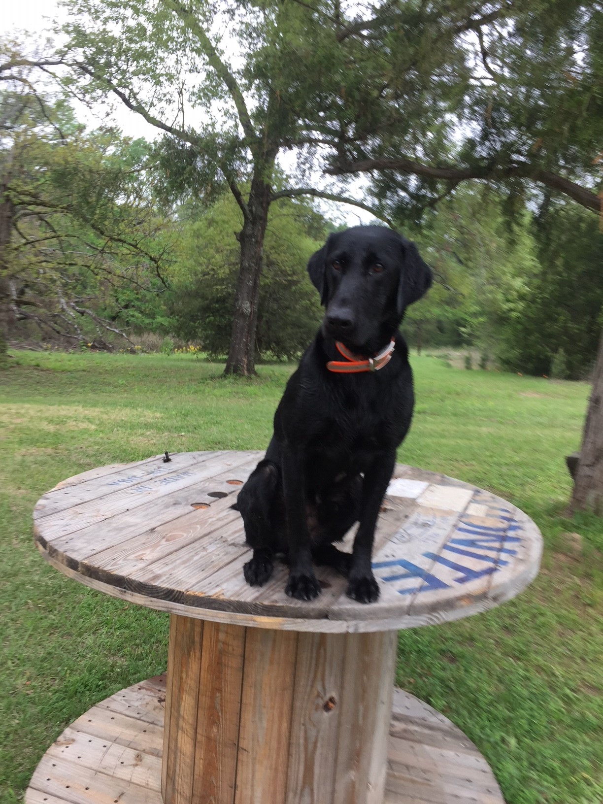 Did somebody say "Ducks?"