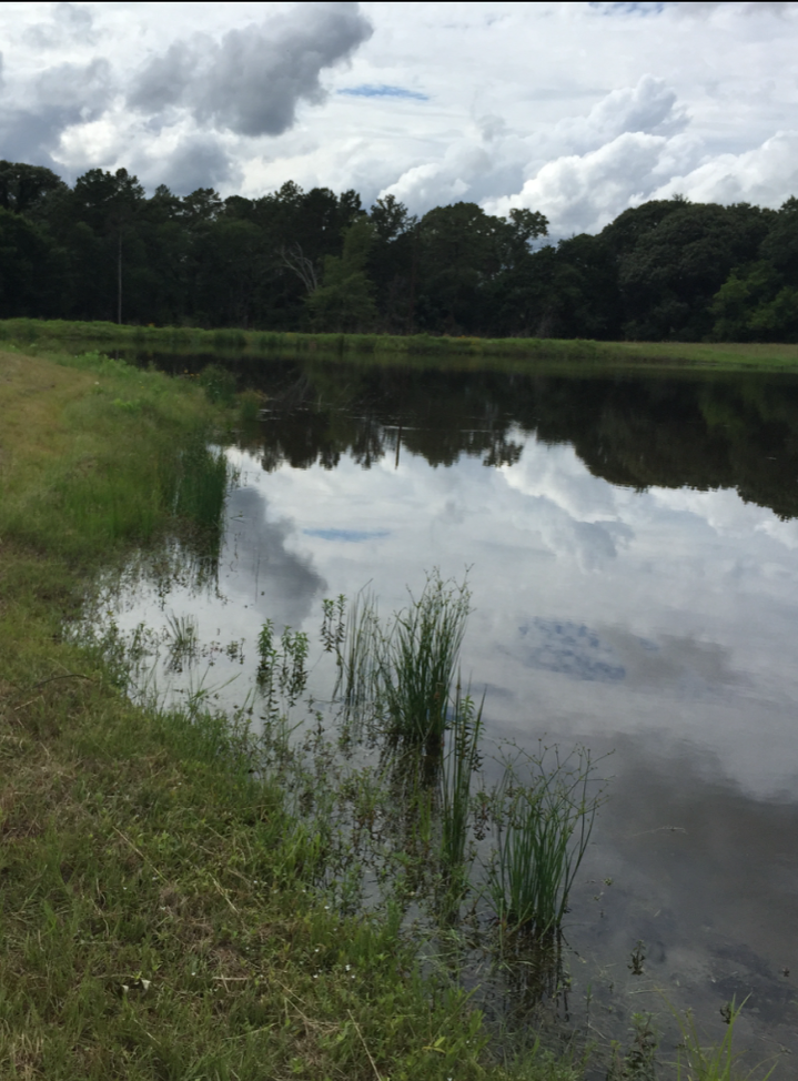Our beautiful north pond
