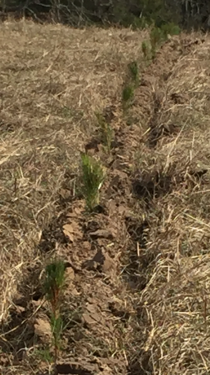 Freshly planted Loblolly seedlings.....about 8,000 of them.