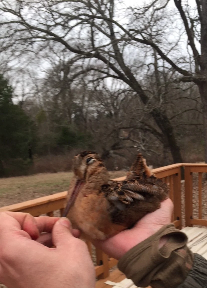 Ryan's new find, we have woodcocks