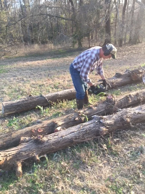  Cutting the cedar trees that will be milled into the exposed overhead beams. 