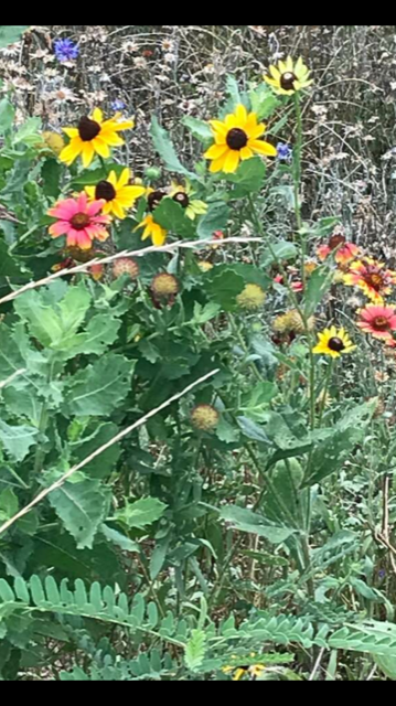  She found several varieties of wild flowers aka the bee buffet. 