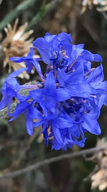  …and the very rare Flowerous Purpleous! 