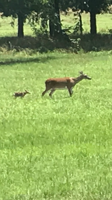  Hey Mama wait for me! 