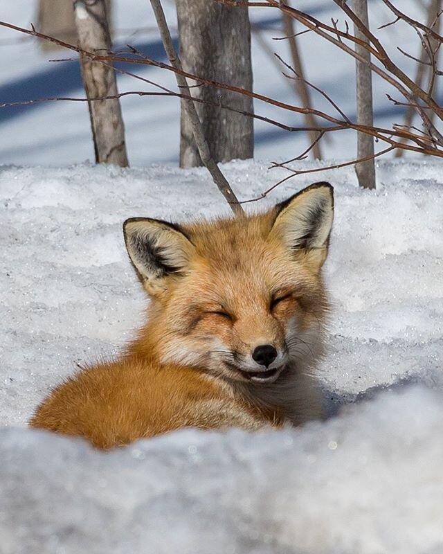 Mon premier renard roux, tr&egrave;s relax sous le soleil!

My first redfox, so calm under the sun !

#wildlifephotography #nature