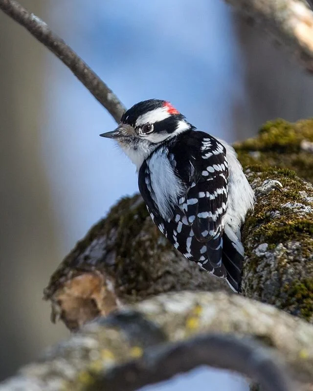 Toujours dans le soleil, petit pic mineur!

Always in the sun, little woodpecker!

#wildlifephotography #birdphotography