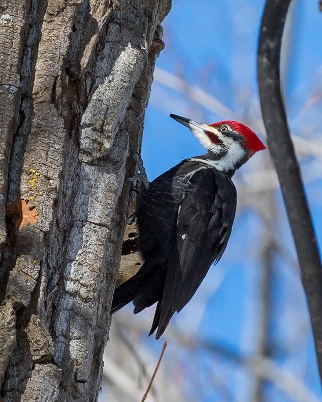 Grand pic dans le Soleil!

Great woodpecker in the sun!

#birdphotography #wildlifephotography