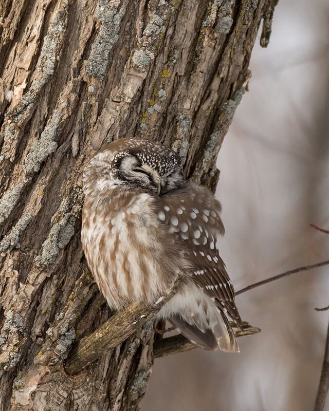 Enfin! La Nyctale de Tengmalm ou chouette Bor&eacute;al! 
Finally! The owl of Tengmalm or Boreal owl!

#nyctaledetengmalm #tengmalmsowl #birdphotography #nature #wildlifephotography #borealowl #chouetteboreale