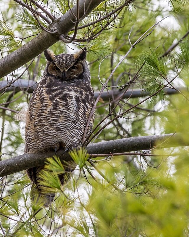 Grand duc d&rsquo;am&eacute;rique, tu le sens quand il te regarde :)... Great horned owl, you can feel it when he look at you :) ... #grandducdamerique #greathornedowl 
#nature #birdphotography #wildlifephotography #natgeoyourshot