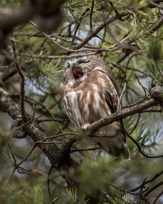 Petit Nyctale fatigu&eacute;... le changement d&rsquo;heure n&rsquo;est pas facile ;) Small Night owl tired ... the change fir winter hour is not easy ;) #petitenyctale #smallnightowl 
#birdphotography #wildlifephotography #nature #owl #elite_owls