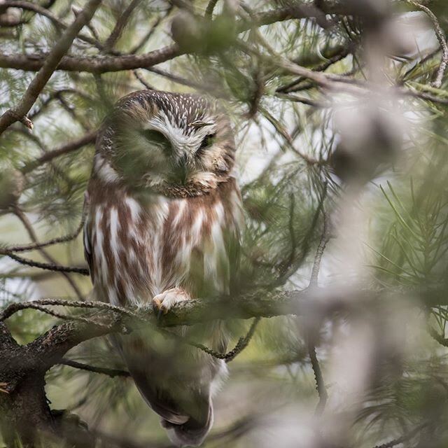 Petite Nyctale, enfin trouv&eacute;e ... tellement petite :) small night owl, finally found it... so small :) #petitenyctale #smallnightowl #birdphotography #wildlifephotography #nature