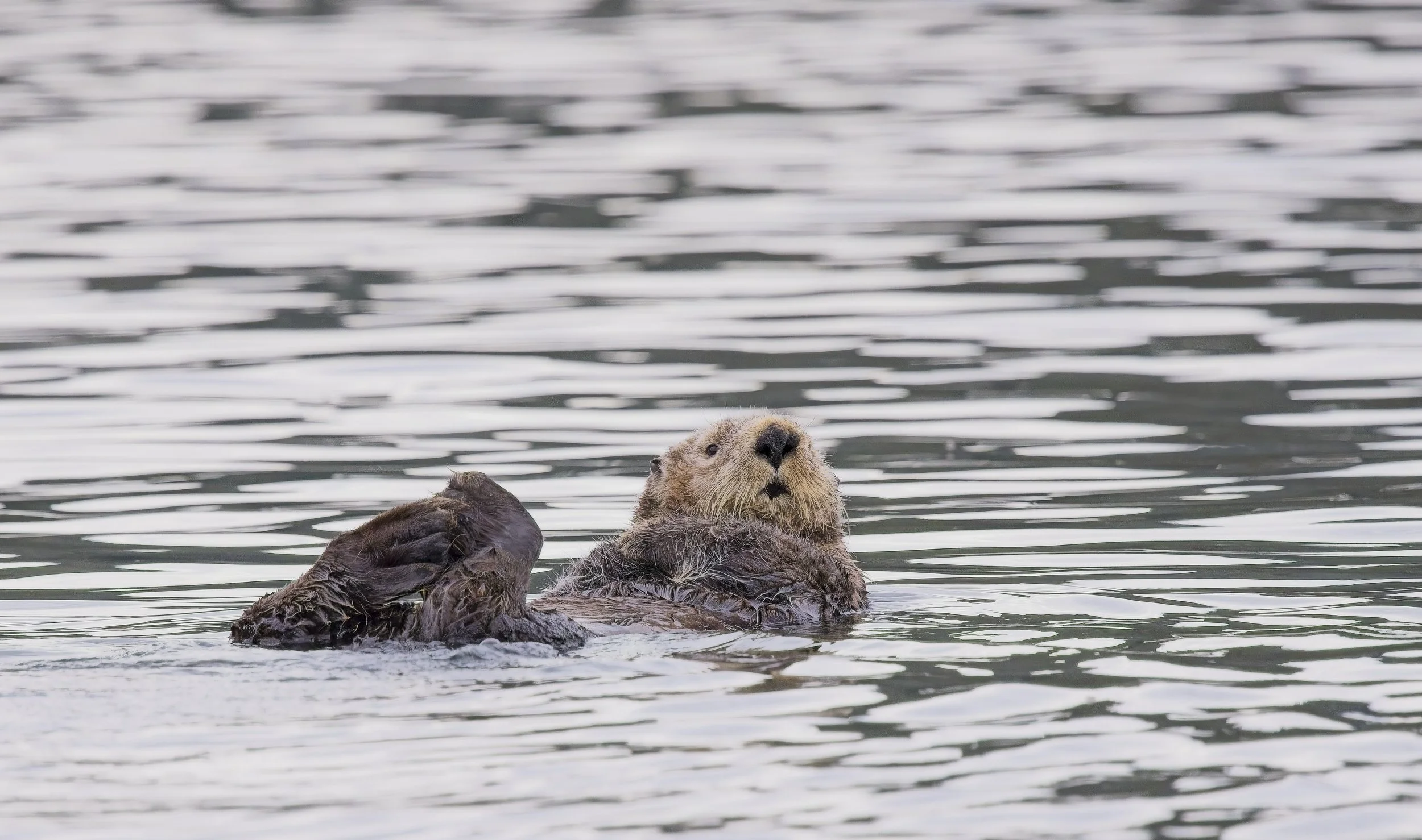 SeaOtter_97A9693.jpg