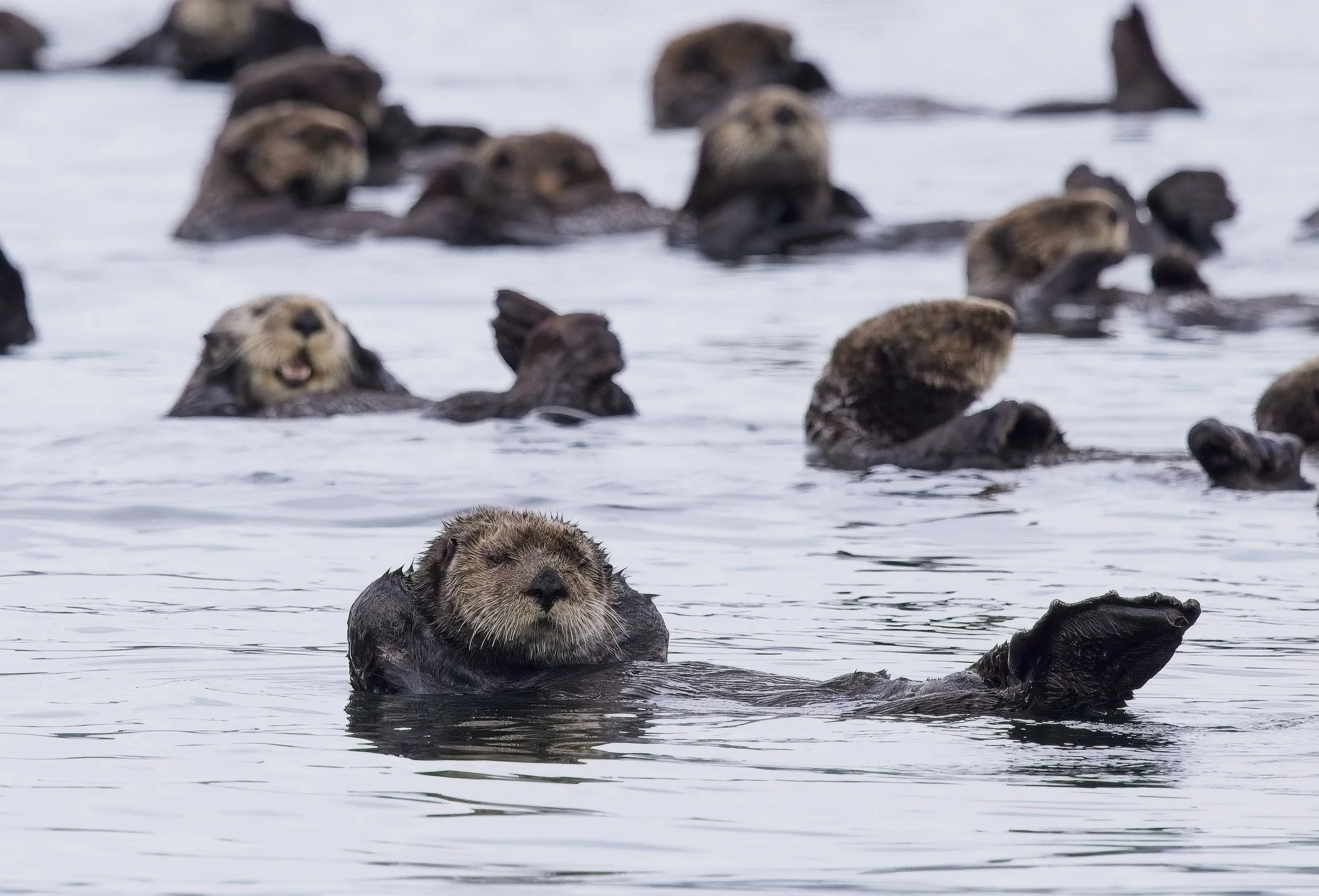 SeaOtter_97A9506.jpg