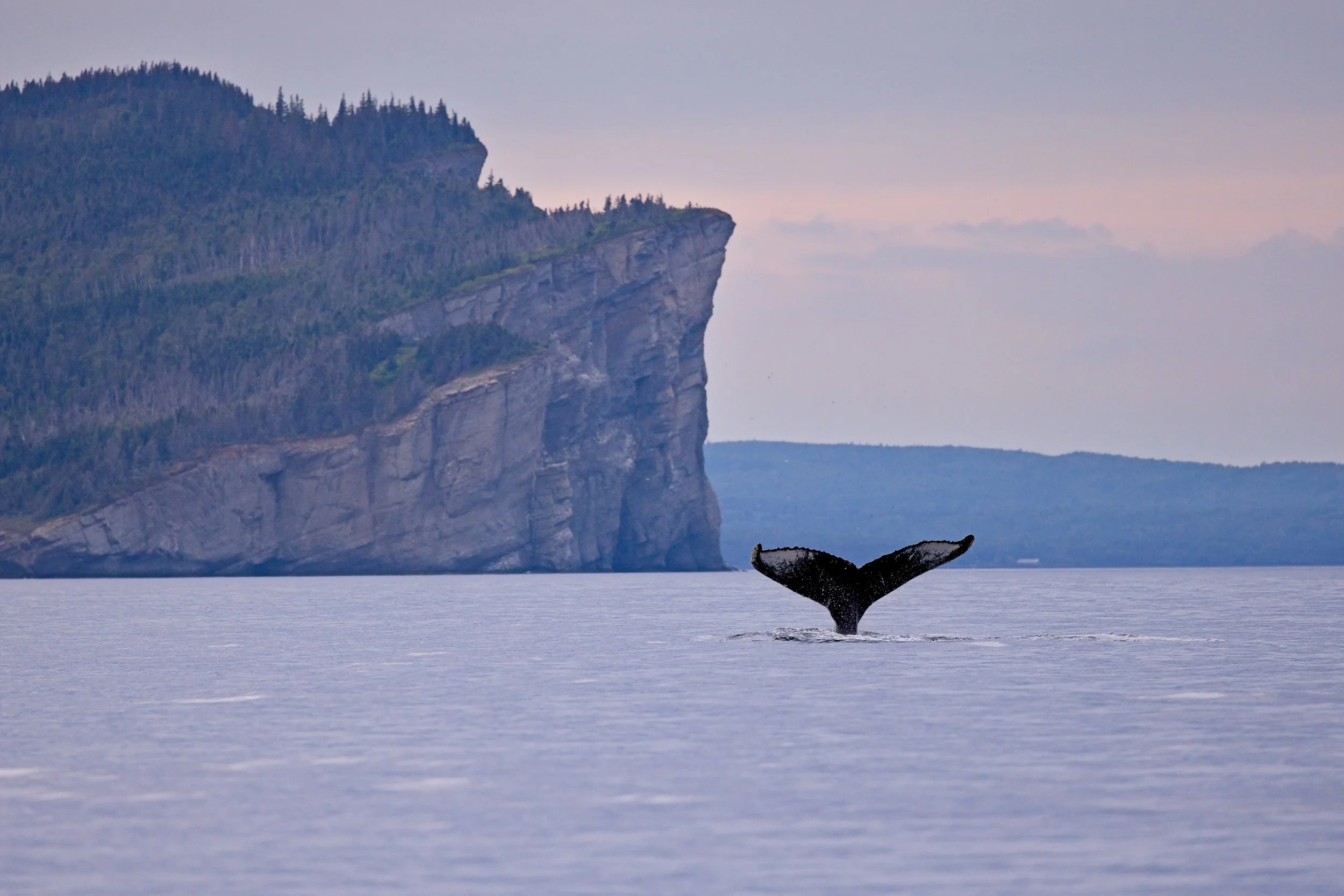 Forillon_97A2421 1.jpg