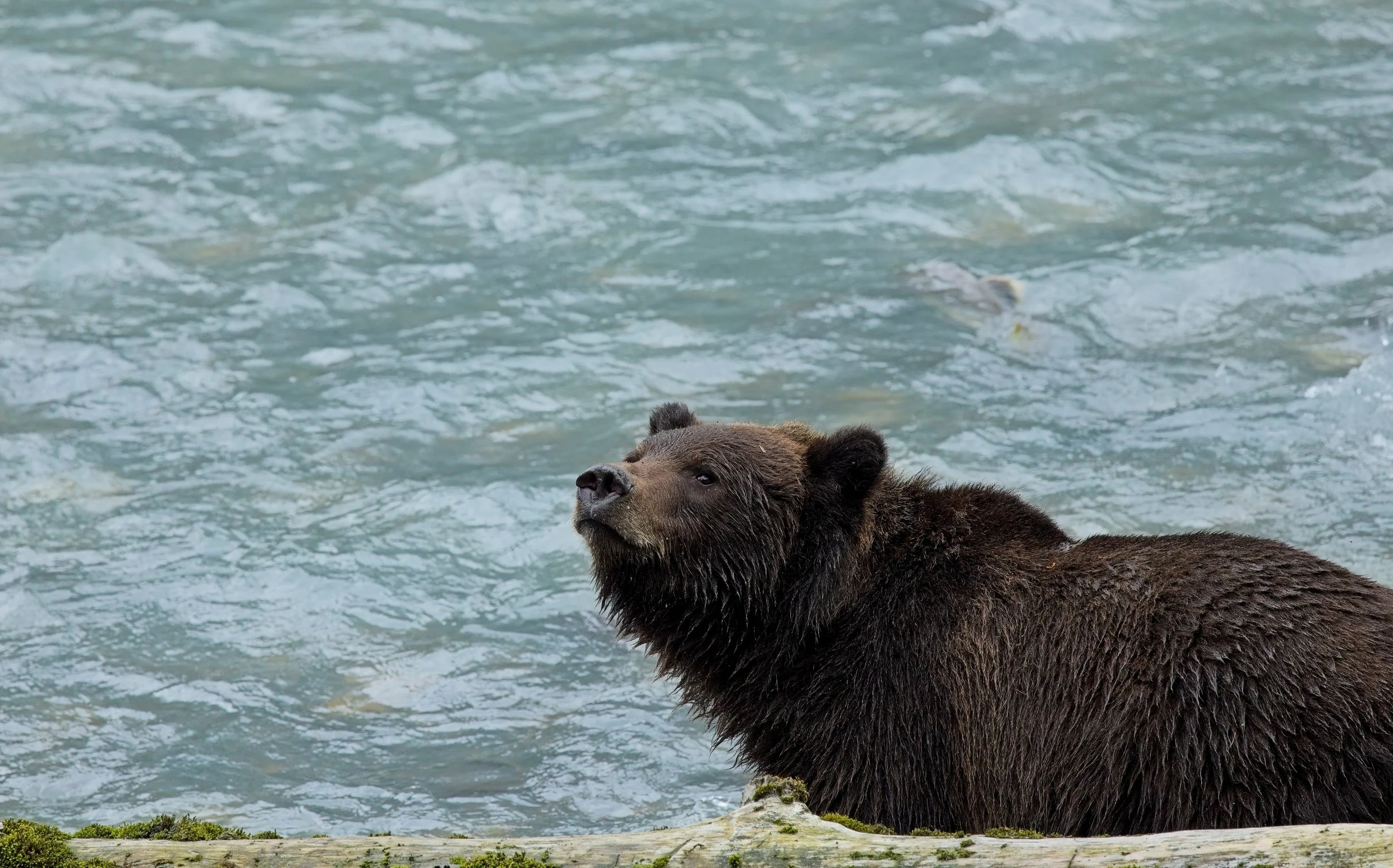 Grizzly_97A5694 2.jpg