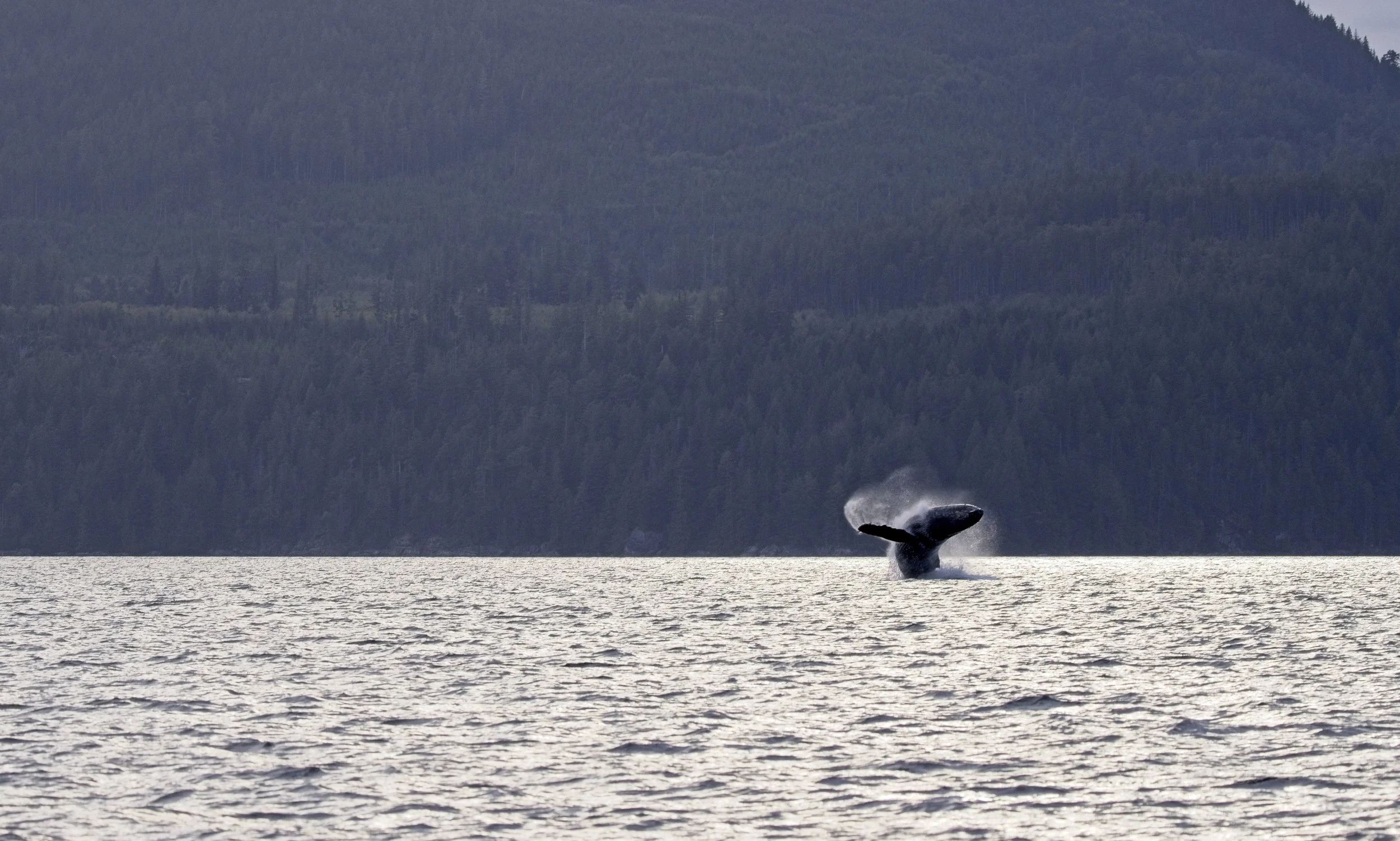 Humpback_97A6356.jpg