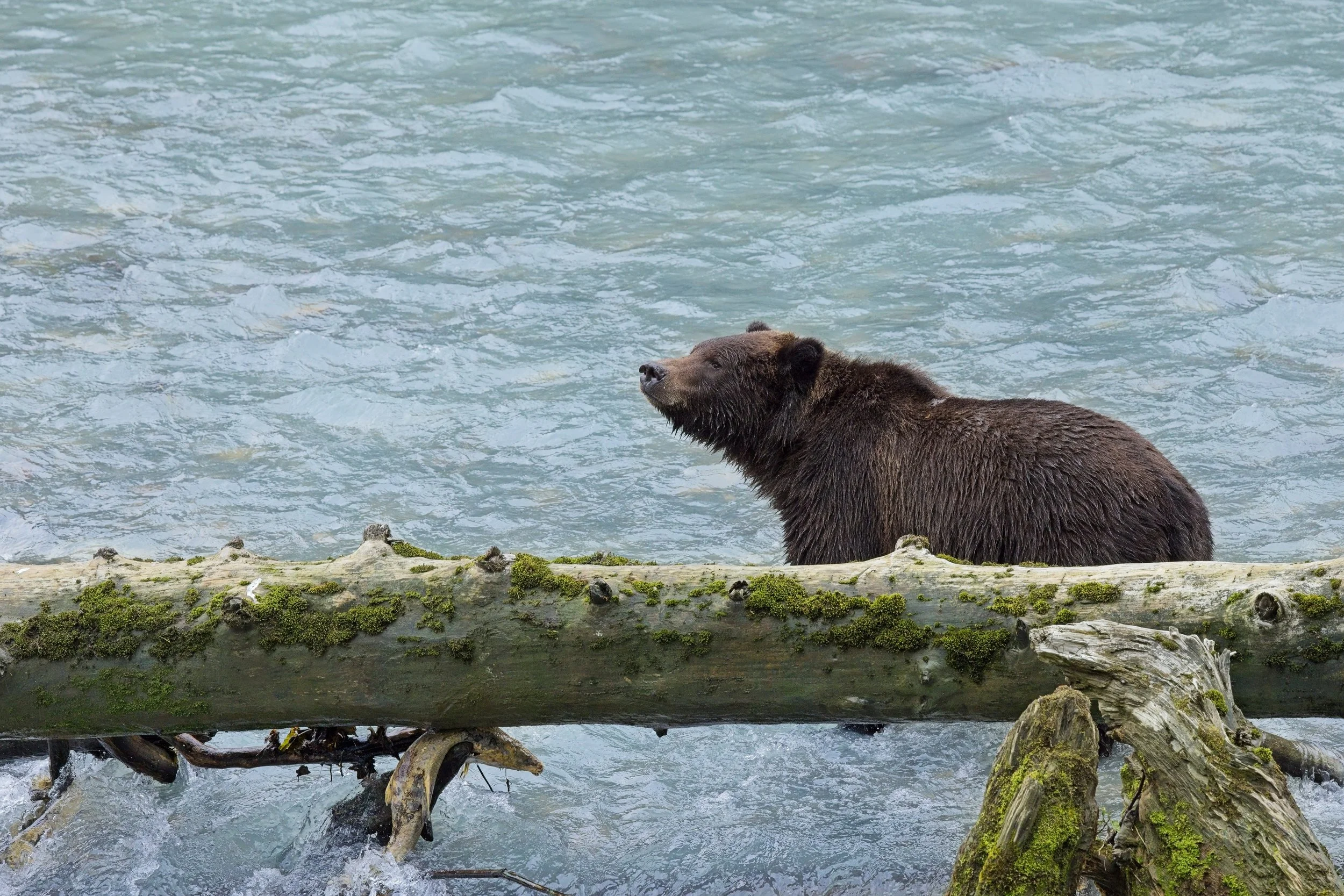 Grizzly_97A5763 3.jpg