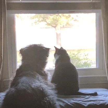 My Four-Pane Window Poem — and a New Writing Activity