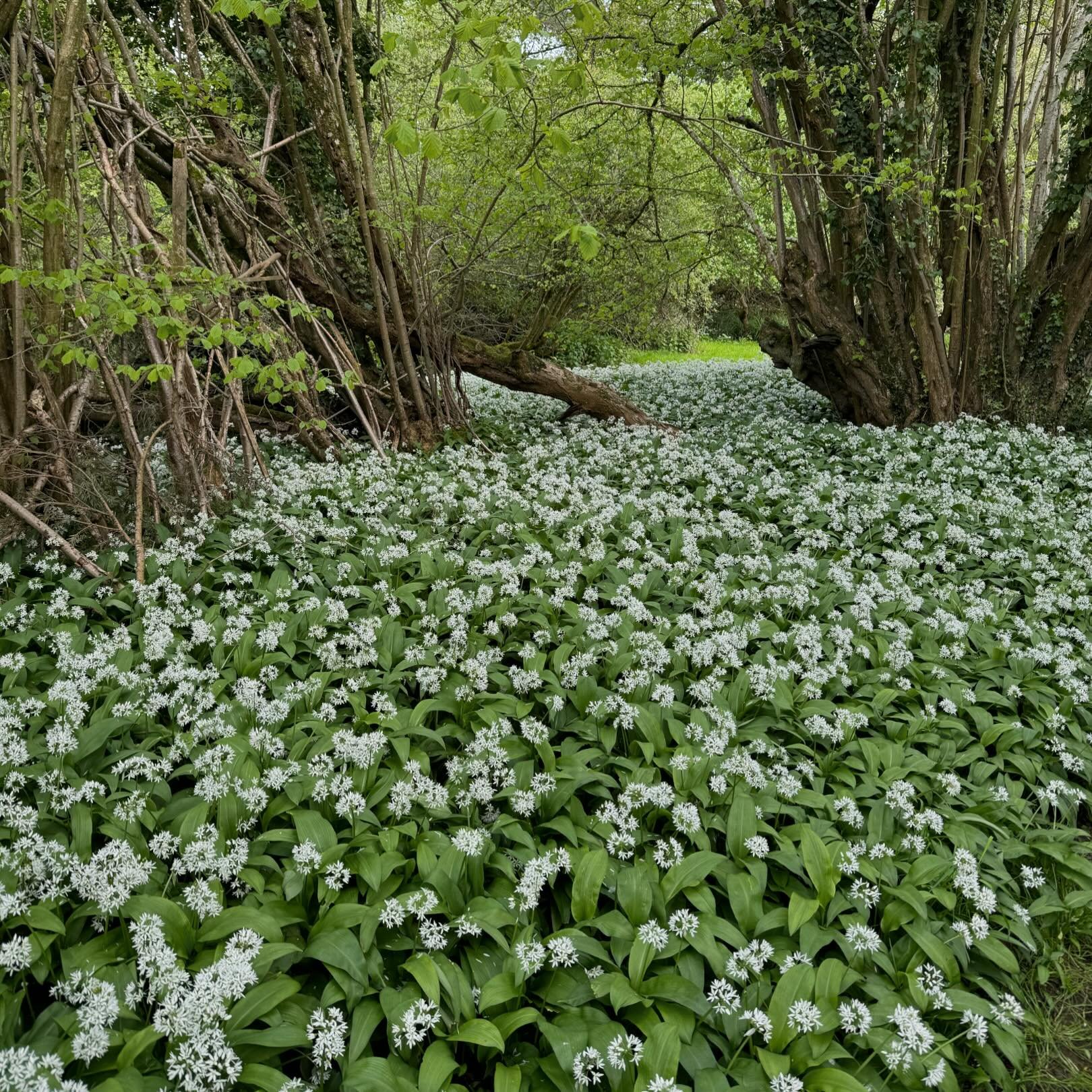 Our woods are filled with wild garlic at the moment 🌱