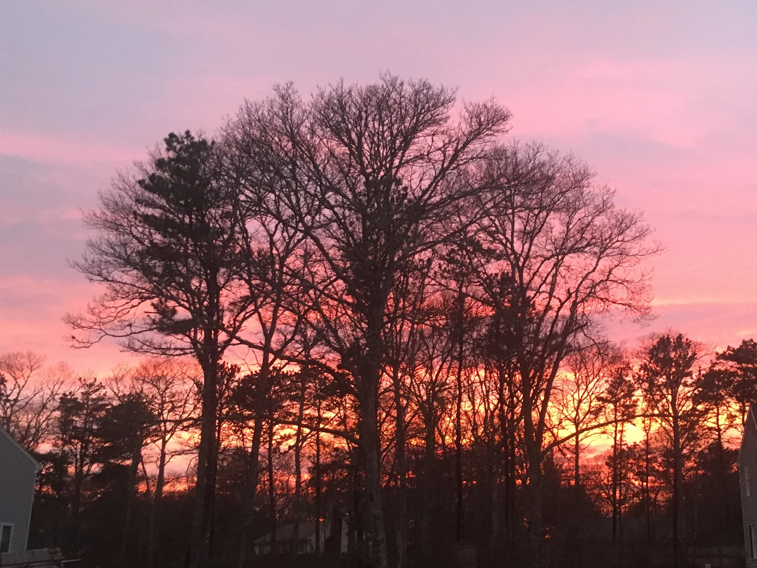 Opções para Trabalhar como Dentista nos EUA