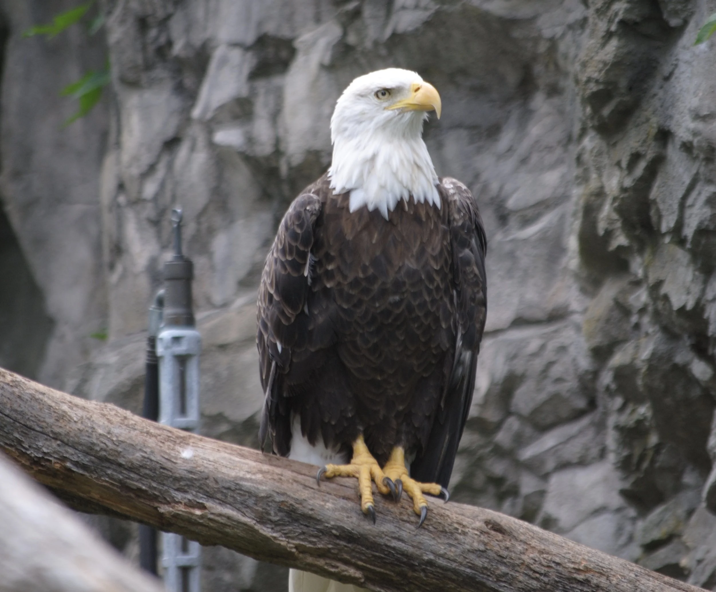National Board Dental Examiners parte I - Testemunho de uma Leitora