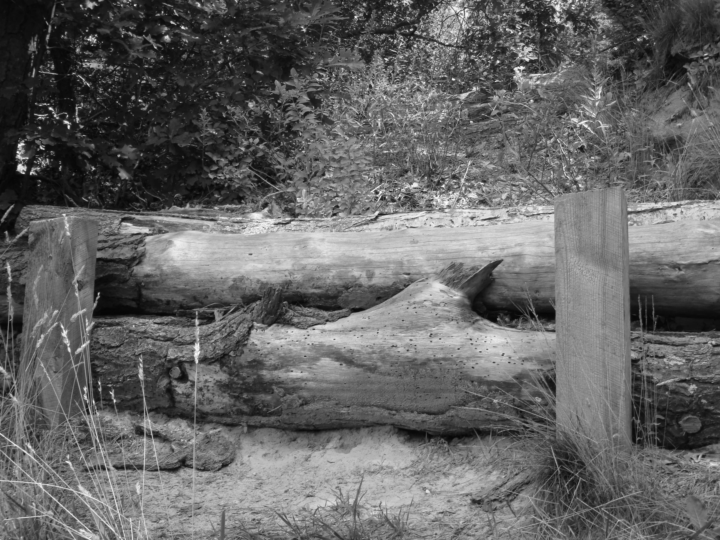 Limited License. Depois de cinco anos o que fazer?